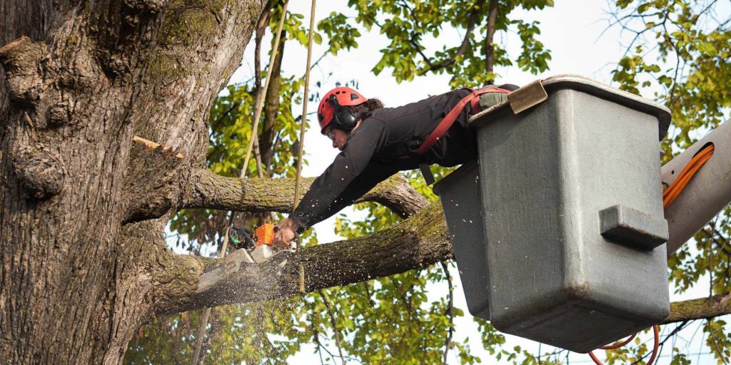 Tree Removal